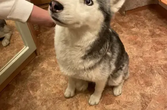 Найдена собака, Лесные Поляны, фото: Собака найдена в Монино, МО