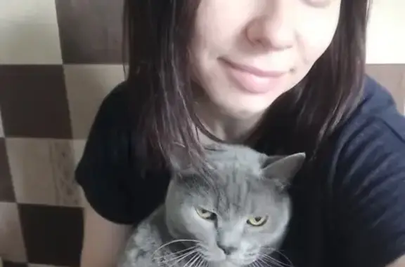 Потерянные животные Рязань, фото: Пропала кошка, Высоковольтная 37 к5