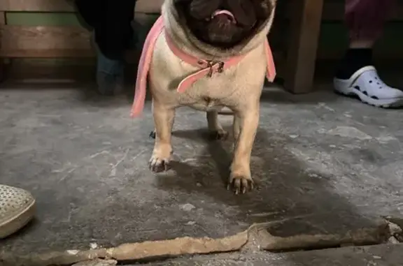 Найдена собака, Саратов, фото: Собака найдена: Тархова 31, Саратов