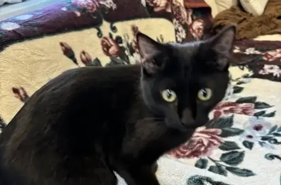 Найдена кошка, Томск, фото: Кошка найдена: Герцена, 44, Томск