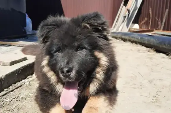 Собаки потеряшки, Волгоград, фото: Потеряшка собака, Волгоград, Кировский район