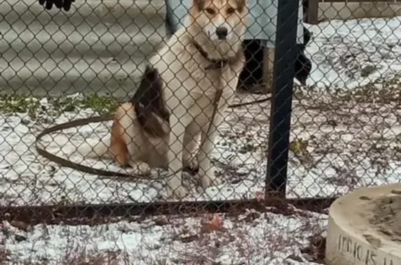 Найдена собака, Первомайская ул., Шульгино