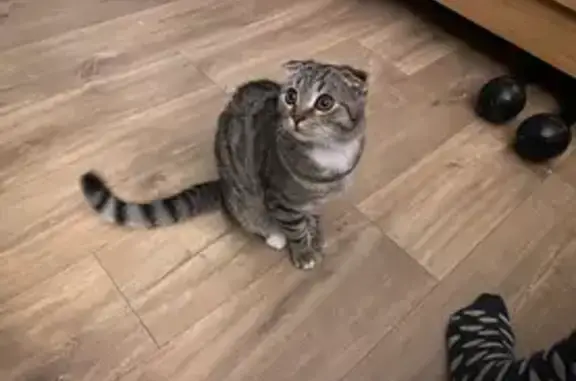 Потерянные животные Лобня, фото: Пропал кот, ул. Катюшки, 16, Лобня