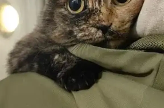 Найдена кошка, Михайловка, фото: Кошка найдена: Сливовая ул., 6, Михайловка