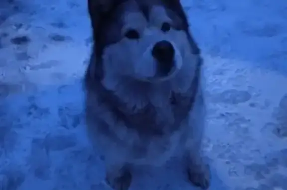 Собаки потеряшки, Новый Городок, фото: Потеряшка собака, ул. Репина 15, Новый Городок