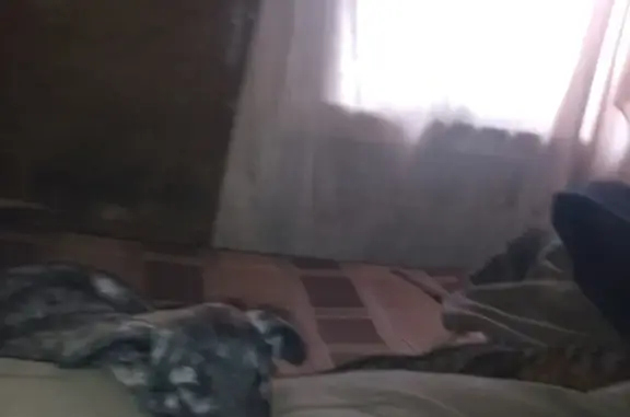 Собаки потеряшки, Алешковичское, фото: Потеряшка собака, Полевой пер., Алешковичи