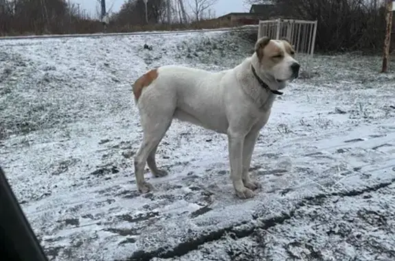 Найдена собака, Ноздрачево, фото: Найдена собака, Ноздрачево, 38Н-483