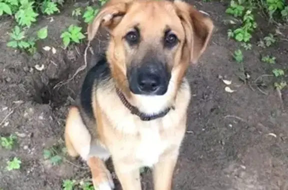 Собаки потеряшки, , фото: Потеряшка собака, Промышленный проезд, Тверь