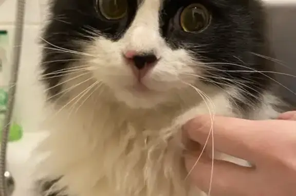 Найдена кошка, Великий Новгород, фото: Найдена кошка на Завокзальной, 3, Великий Новгород