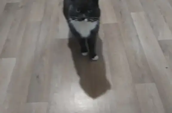 Найдена кошка, Тюмень, фото: Найден кот, Ореховая 1, Тюмень