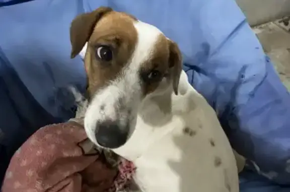 Собаки потеряшки, , фото: Потеряшка собака, ул. Вознесенского, Калининский