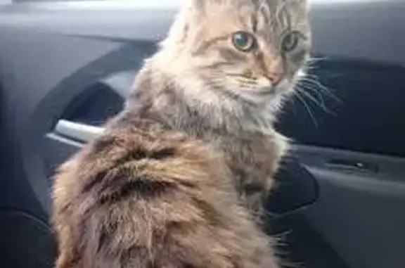 Кошка найдена на Остужева, 28, Воронеж