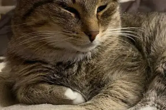 Объявления о пропавших и найденных животных, Ганино, фото: Пропала кошка, Ганино, Центральная 3