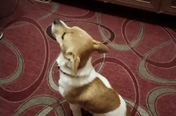 Найдена собака, Волгоград, фото: Собака найдена у ост. 