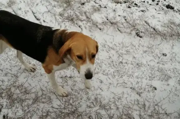 Собаки потеряшки, Оренбург, фото: Потеряшка собака, Донская 21, Оренбург