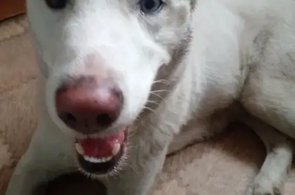 Собака найдена в Петровском поселении