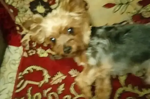 Собаки потеряшки, , фото: Потеряшка собака на Молодёжном б-р, 1