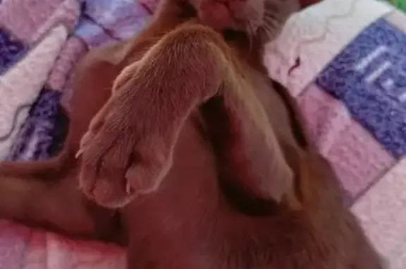 Кошки потеряшки, Тамбов, фото: Потеряшка кошка, Пензенская ул., Тамбов