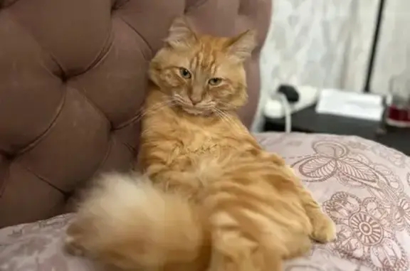 Кошки потеряшки, Краснодар, фото: Потеряшка кошка, ул. Нефтяников, 15