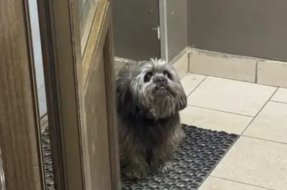 Найдена собака, Санкт-Петербург, фото: Собака найдена: Верности 14 к2, СПб