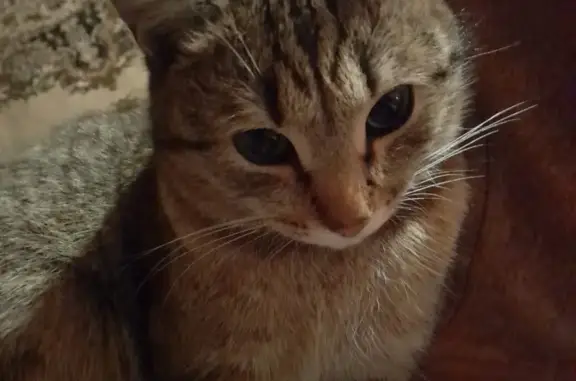 Кошки потеряшки, Горно-Алтайск, фото: Потеряшка кошка, Технологический пер., 16