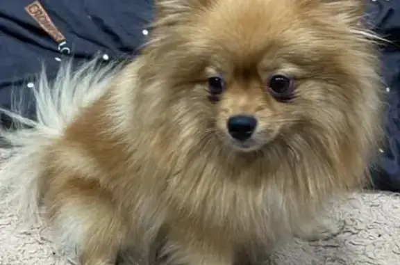 Собаки потеряшки, Красноярск, фото: Потеряшка собака на ул. Ладо Кецховели, 54