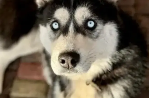 Собаки потеряшки, Челябинск, фото: Потеряшка собака Апайка, Шагол, Челябинск