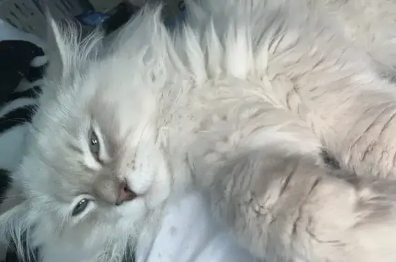 Кошки потеряшки, Елизово, фото: Потеряшка кот, Школьная, 8, Елизово