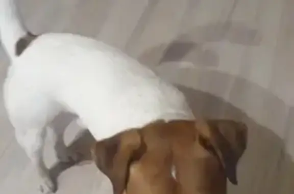 Найдена собака, Челябинск, фото: Найдена собака, Комсомольский пр. 58