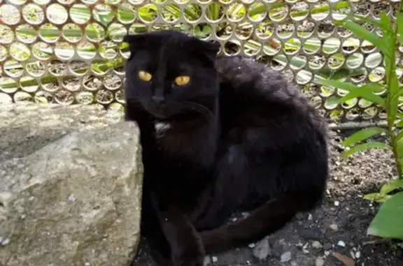 Кошки потеряшки, Приморско-Ахтарск, фото: Потеряшка кошка, ул. 50 лет Октября, 92