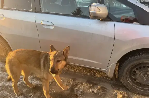 Найдена собака, Полазна, фото: Собака найдена: Транспортный пер., 1, Полазна