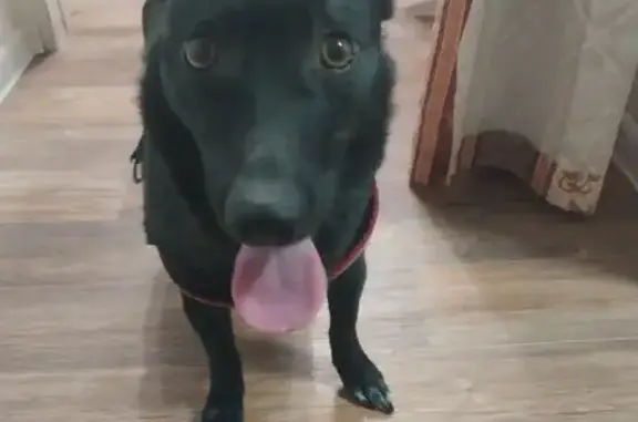 Найдена собака, Иркутск, фото: Найдена собака Зося, Иркутск