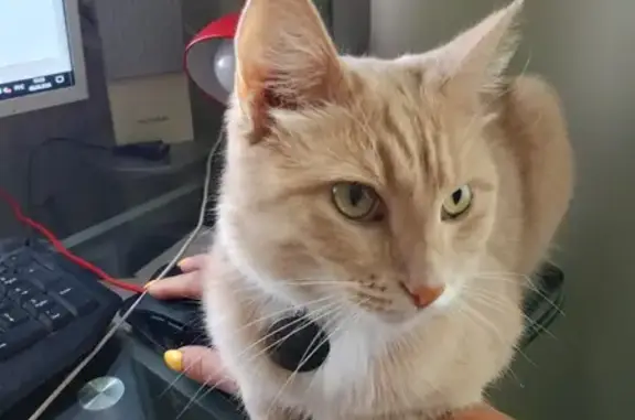 Потерянные животные Рязань, фото: Пропал кот, Октябрьская 29, Рязань