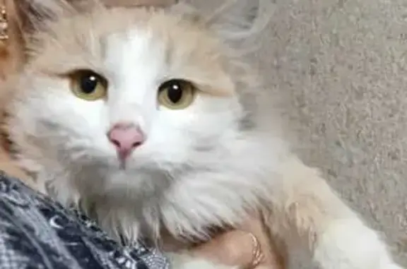Найдена кошка, , фото: Кошка найдена: ул. Габдуллы Тукая, 1