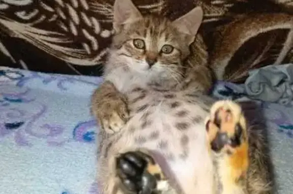 Кошки потеряшки, , фото: Потеряшка кошка, ул. Шевченко, 66, Смоленск