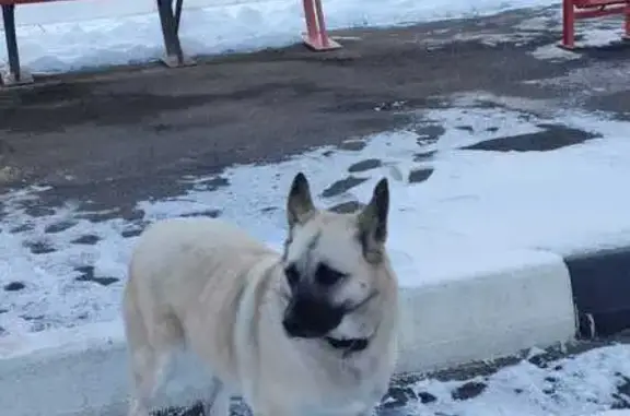Собаки потеряшки, Московская область, фото: Потеряшка собака возле д. Панино, МО
