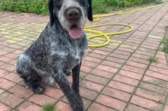 Собаки потеряшки, , фото: Потеряшка собака, Заречье, 27