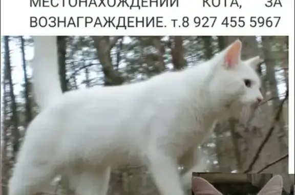 Пропал белый кот, ул. Мурадьяна, 4