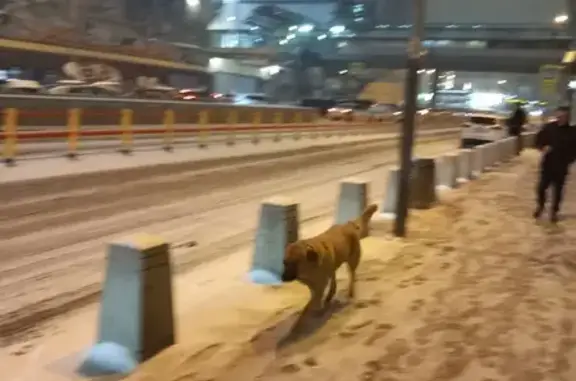 Собака у Курского вокзала, Москва