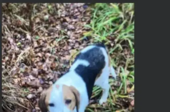 Собаки потеряшки, Балезинский район, фото: Потеряшка собака, Кестым, Удмуртия