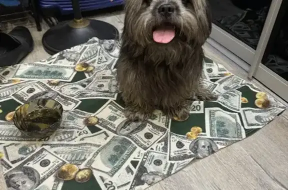 Найдена собака, Санкт-Петербург, фото: Найден пёс, ул. Верности 14 к1, СПб