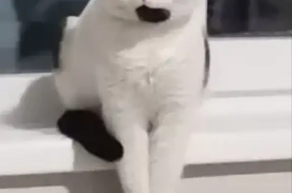 Потерянные животные Ярославль, фото: Пропала кошка, ул. Чаадаева, 66, Ярославль