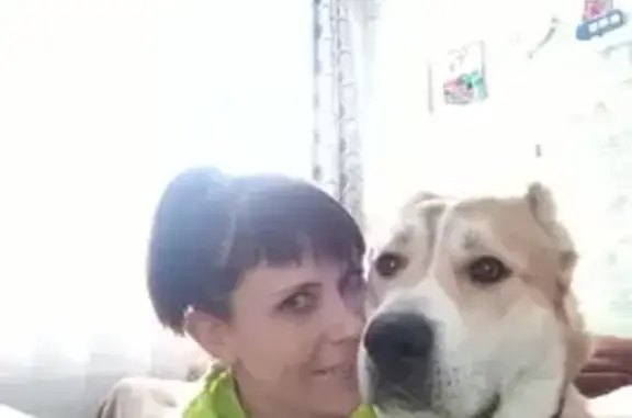 Собаки потеряшки, , фото: Потеряшка собака, ул. Гайдара, 46, Тверь