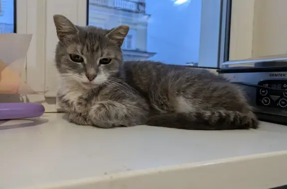 Объявления о пропавших и найденных животных, Великие Луки, фото: Котенок найден в подъезде на Зверева, 37