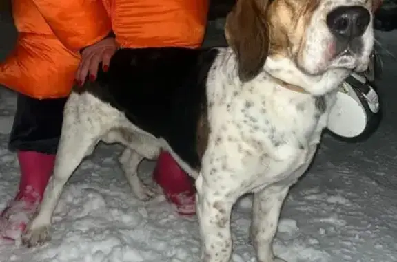 Найдена собака, Московская область, фото: Найден пес, Карцево, Истринский район