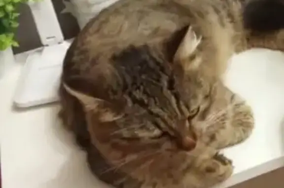 Кошки потеряшки, Кумертау, фото: Потеряшка кошка, Брикетная 8, Кумертау