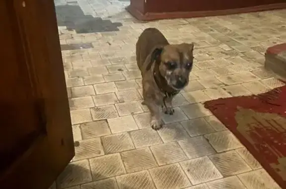 Найдена собака, Александров, фото: Собака найдена: Красный пер., 11, Александров