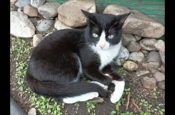 Пропал черный кот, Восточная ул., Канск