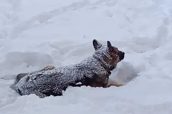 Найдена собака, Томск, фото: Найдена собака, Соляная пл., 6 с8, Томск