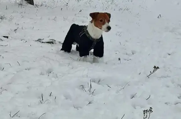 Пропала собака на Девичье Поле, 8